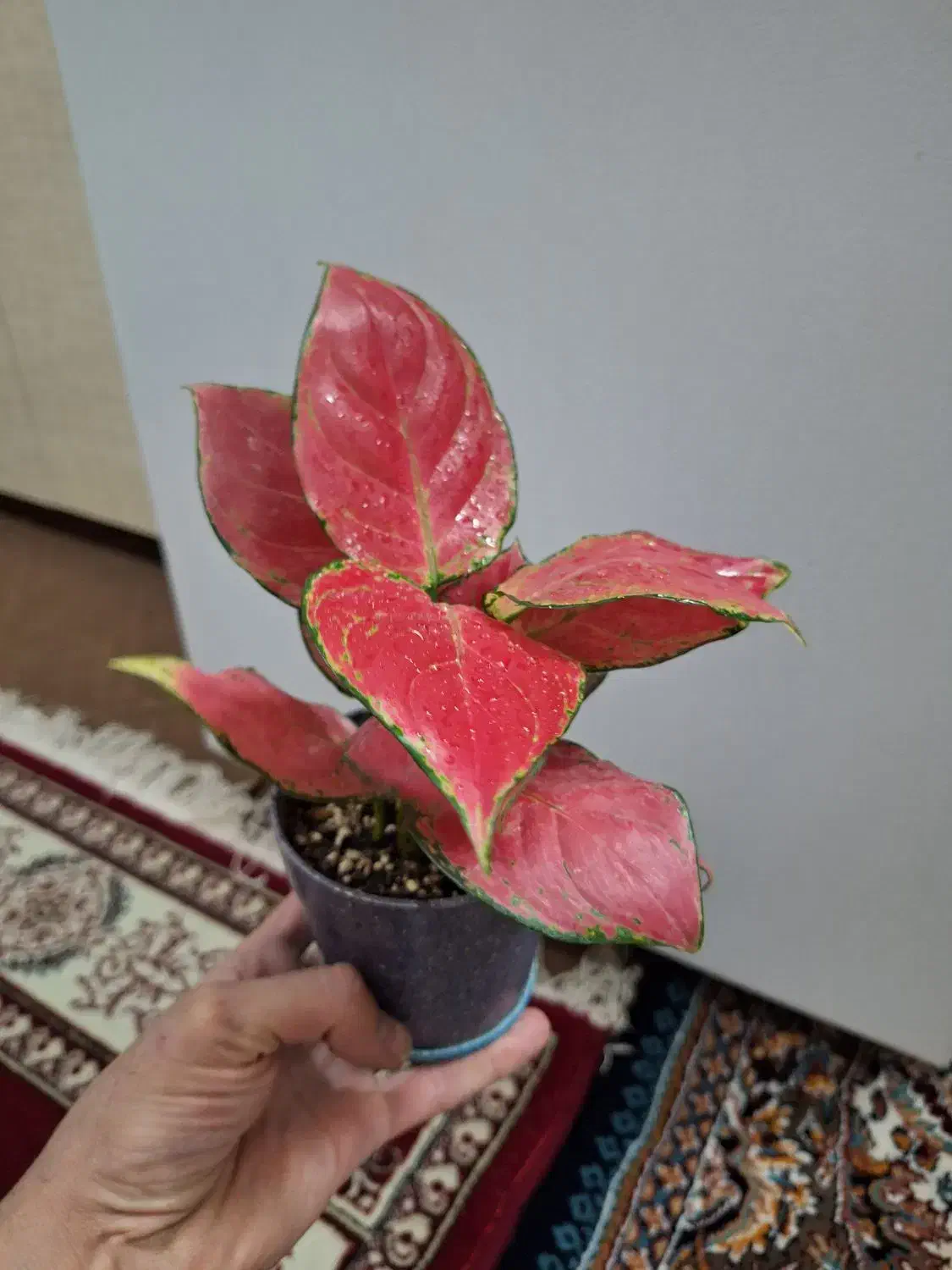 فیلودندرون قرمز|گل و گیاه طبیعی|شاهینشهر, حاجی آباد|دیوار