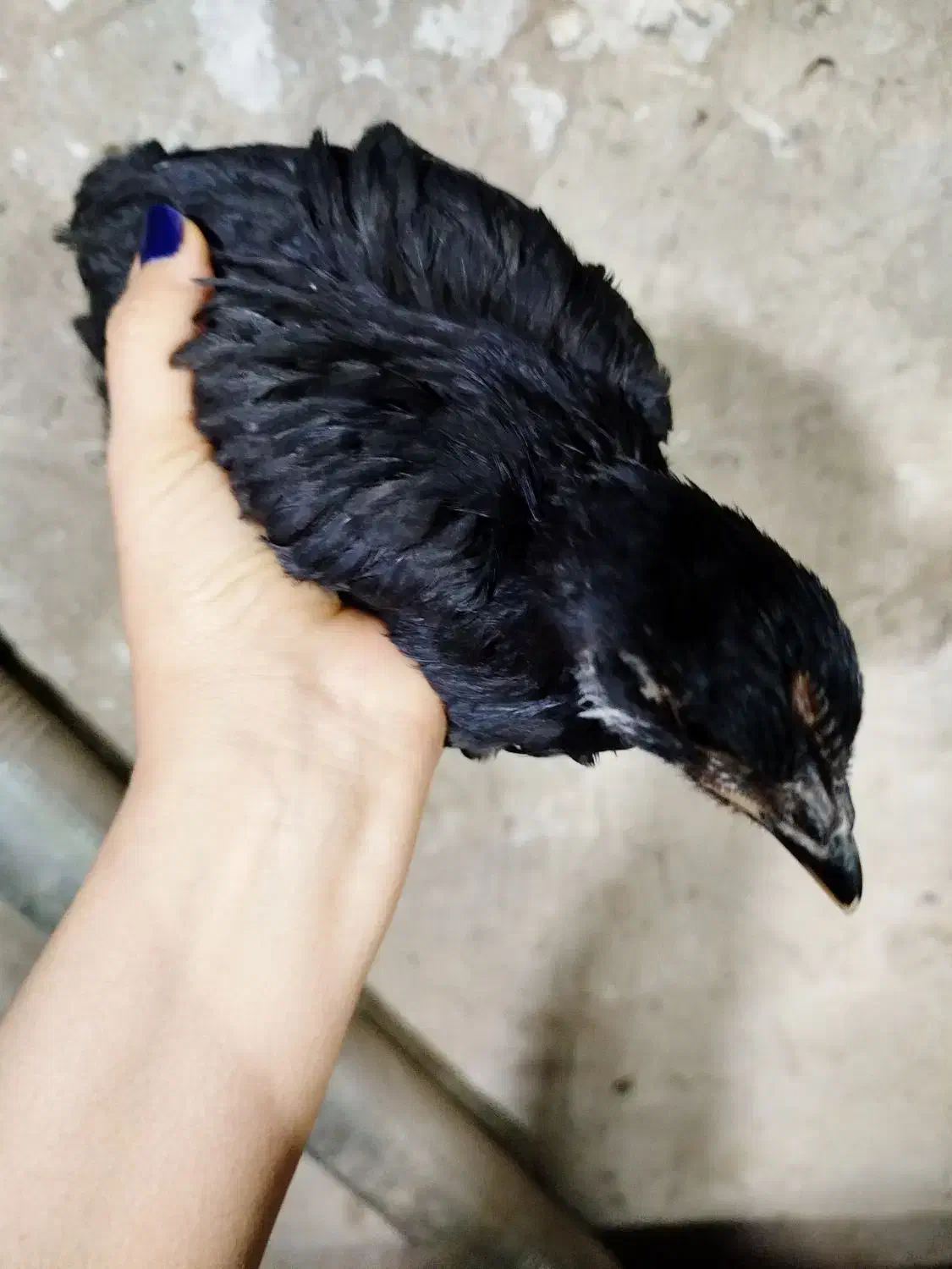 جوجه استرالوپ مشکی|حیوانات مزرعه|همدان, |دیوار