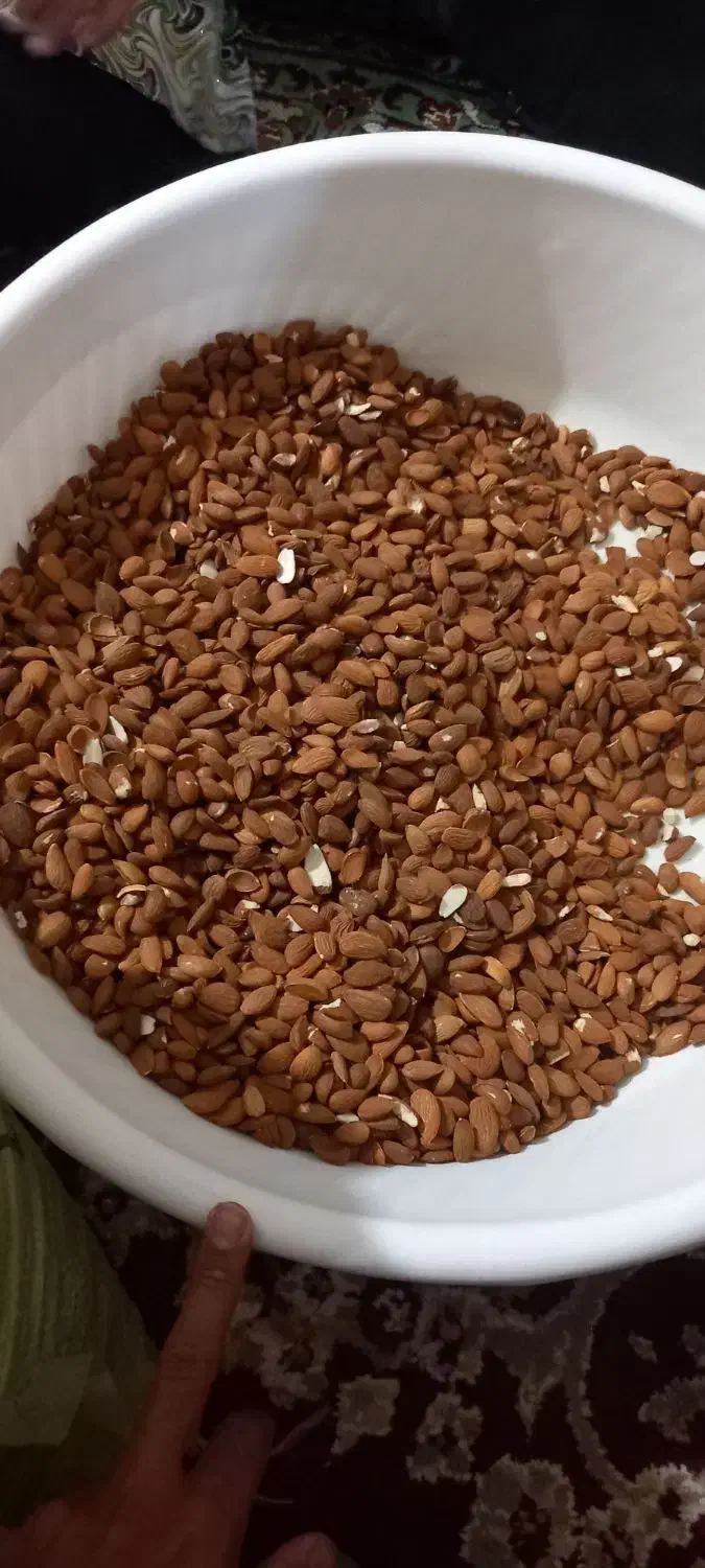 مغز بادام شیرین|خوردنی و آشامیدنی|ساری, |دیوار