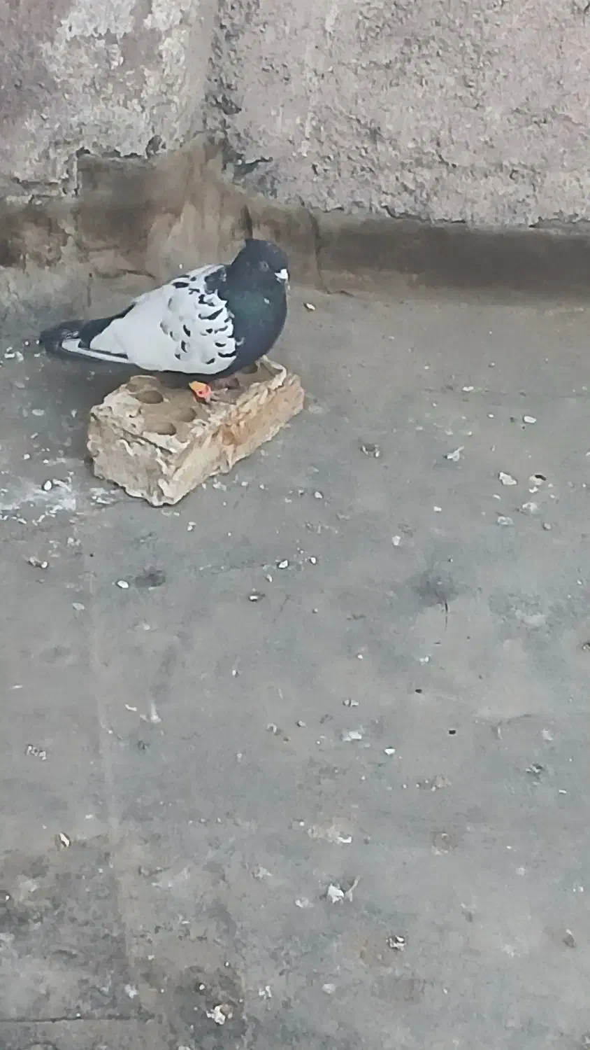 یک عددسینه بفروش میرسد|پرنده|مشهد, نوید|دیوار