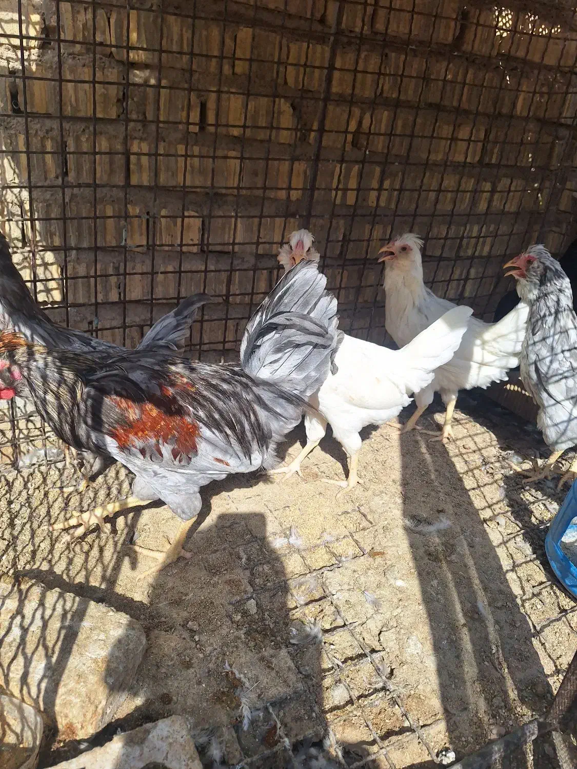 مرغ نیمچه ویاندوت|حیوانات مزرعه|شیراز, رکن‌آباد|دیوار