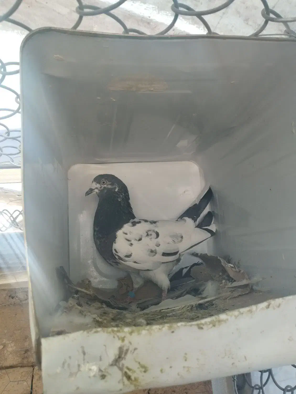 کبوتر|پرنده|رباط‌کریم, رباط‌کریم|دیوار