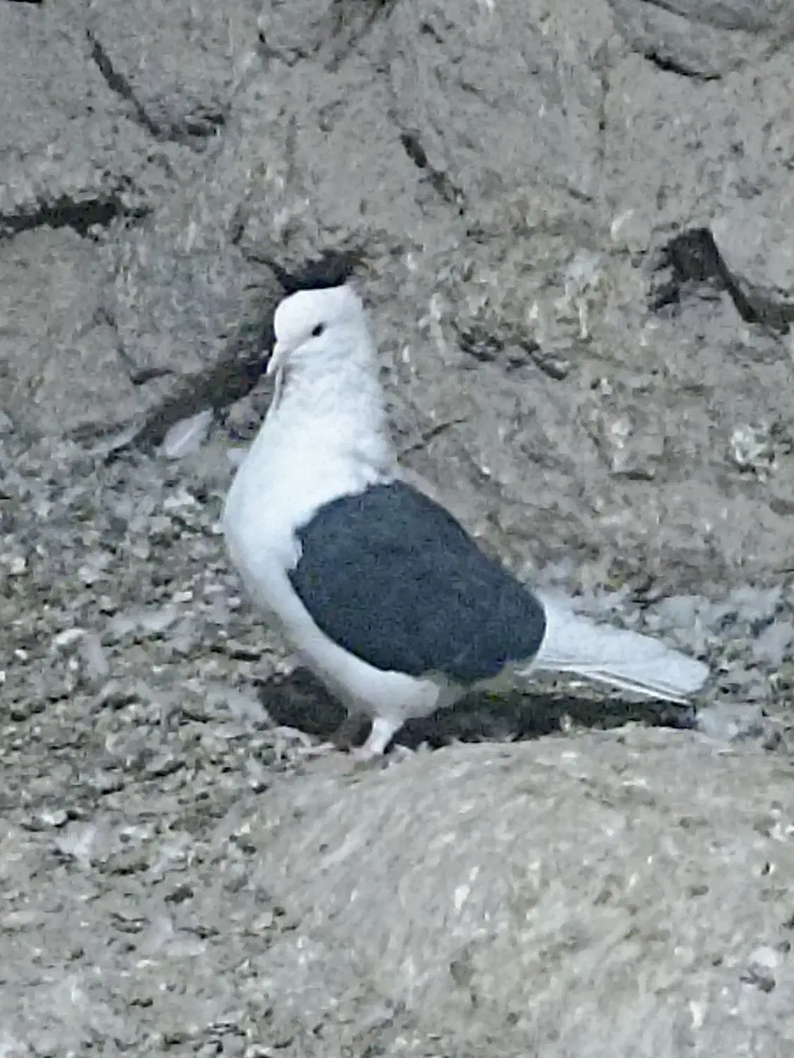 کبوتر دوکت|پرنده|سیسخت, |دیوار