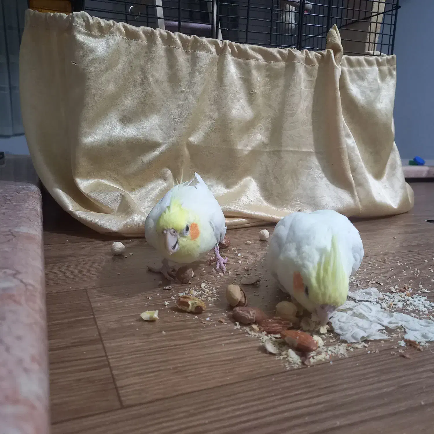 عروس هلندی گمشده ، محدوده شهرک مسعودیه|حیوانات|تهران, مسعودیه|دیوار