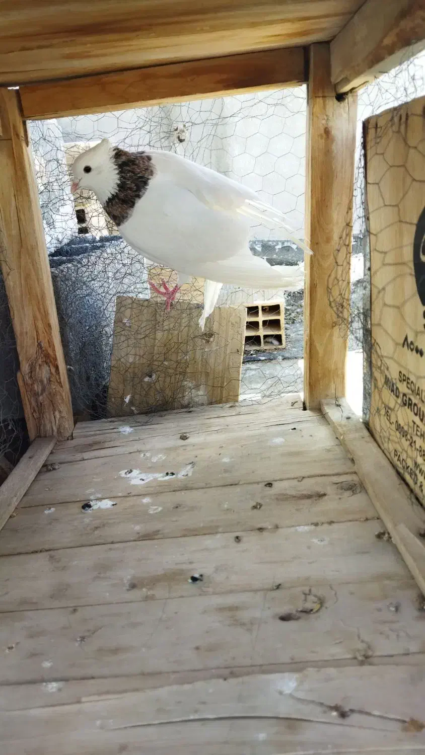 کفتر|حیوانات|آباده, |دیوار