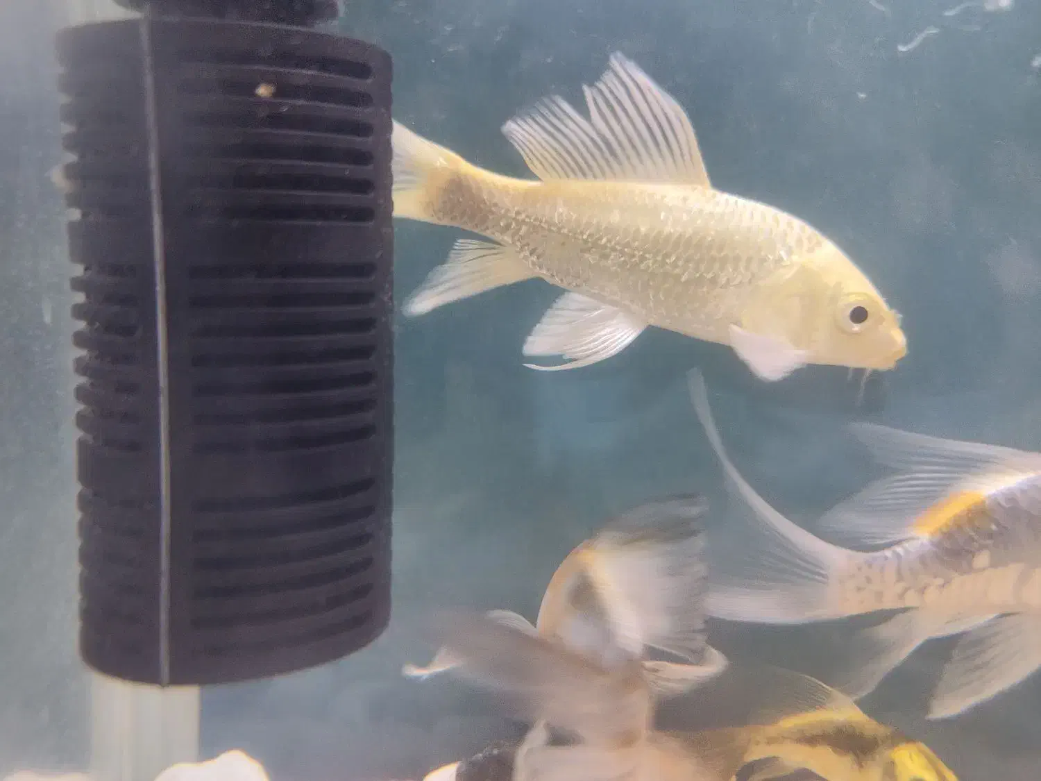 ماهی کوی باله بلند خاص|ماهی|شیراز, شهرک سراج‎|دیوار