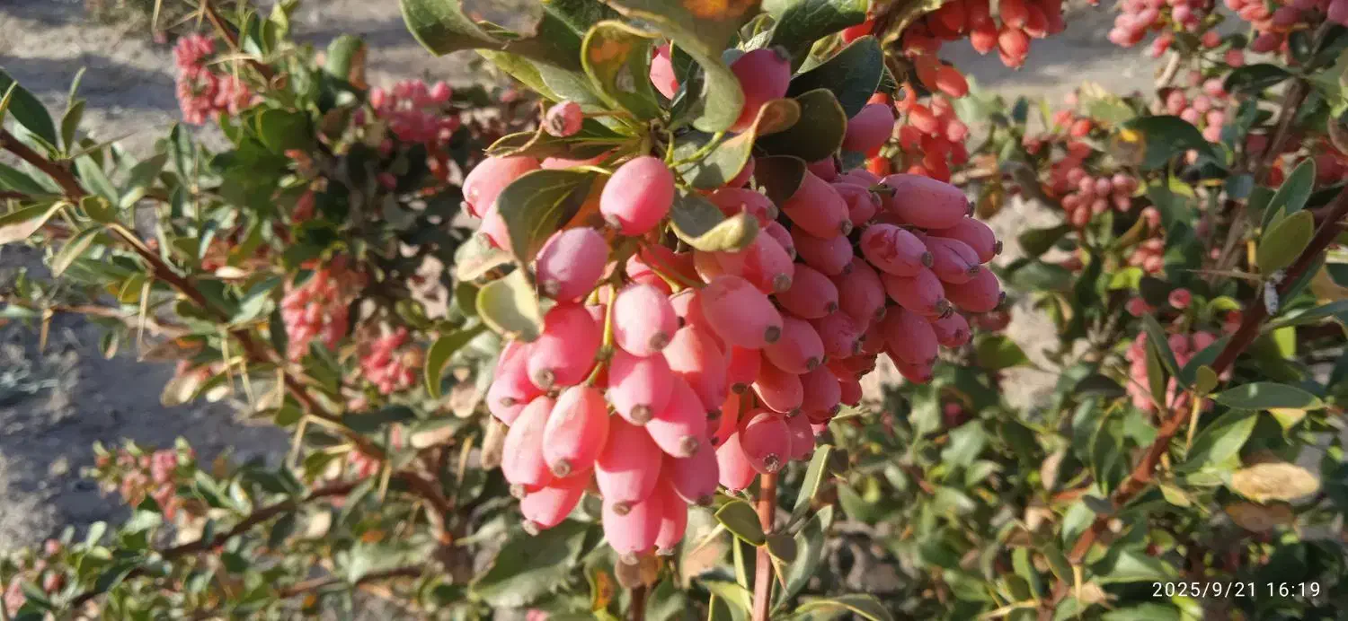 زرشک تازه|خوردنی و آشامیدنی|تهران, درکه|دیوار
