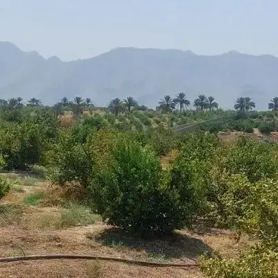 باغ نخل و مرکبات داخل شهر جهرم با قیمت مناسب|فروش دفتر صنعتی، کشاورزی، تجاری|جهرم, |دیوار