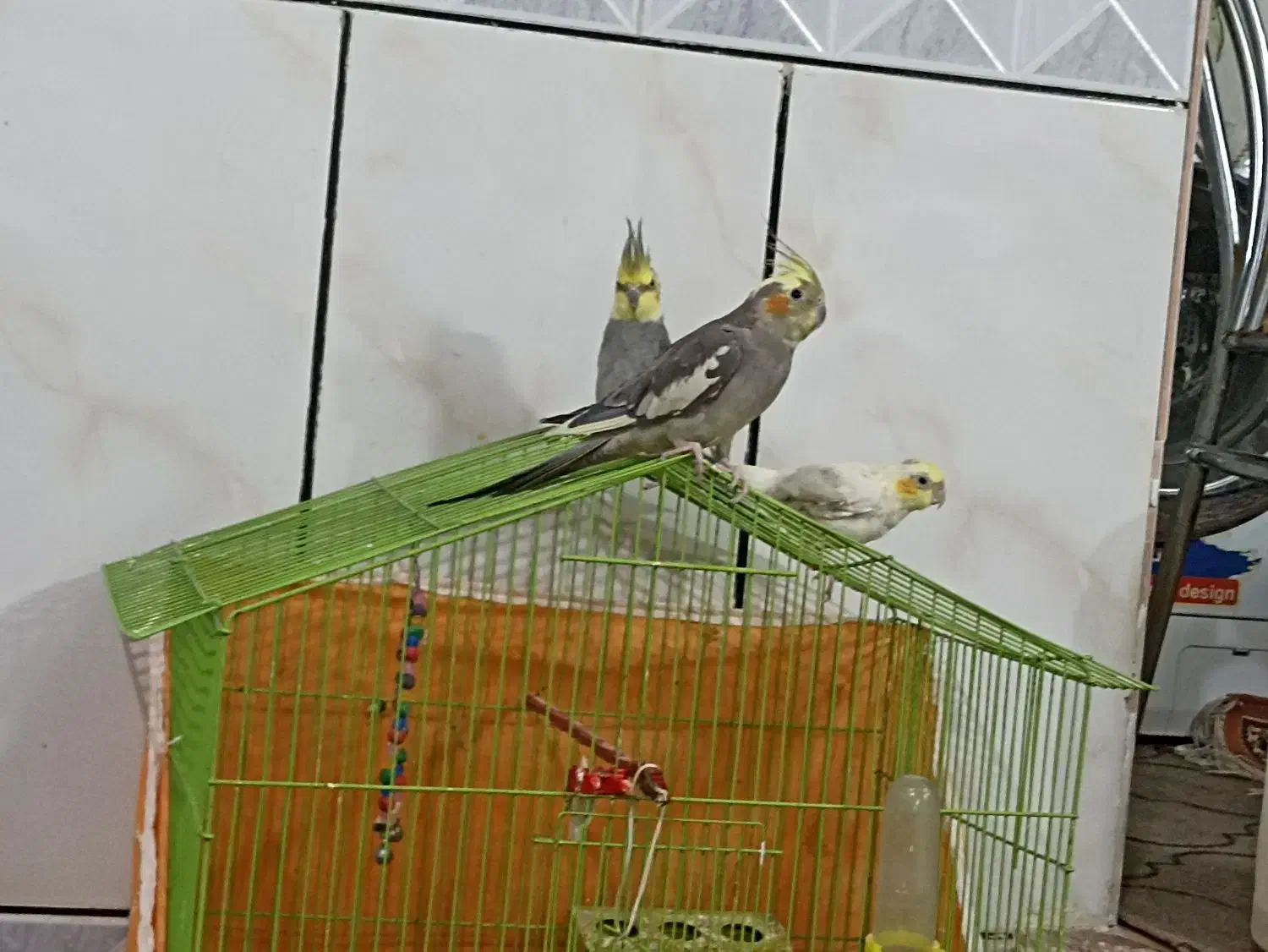 عروس هلندی|پرنده|دامغان, |دیوار