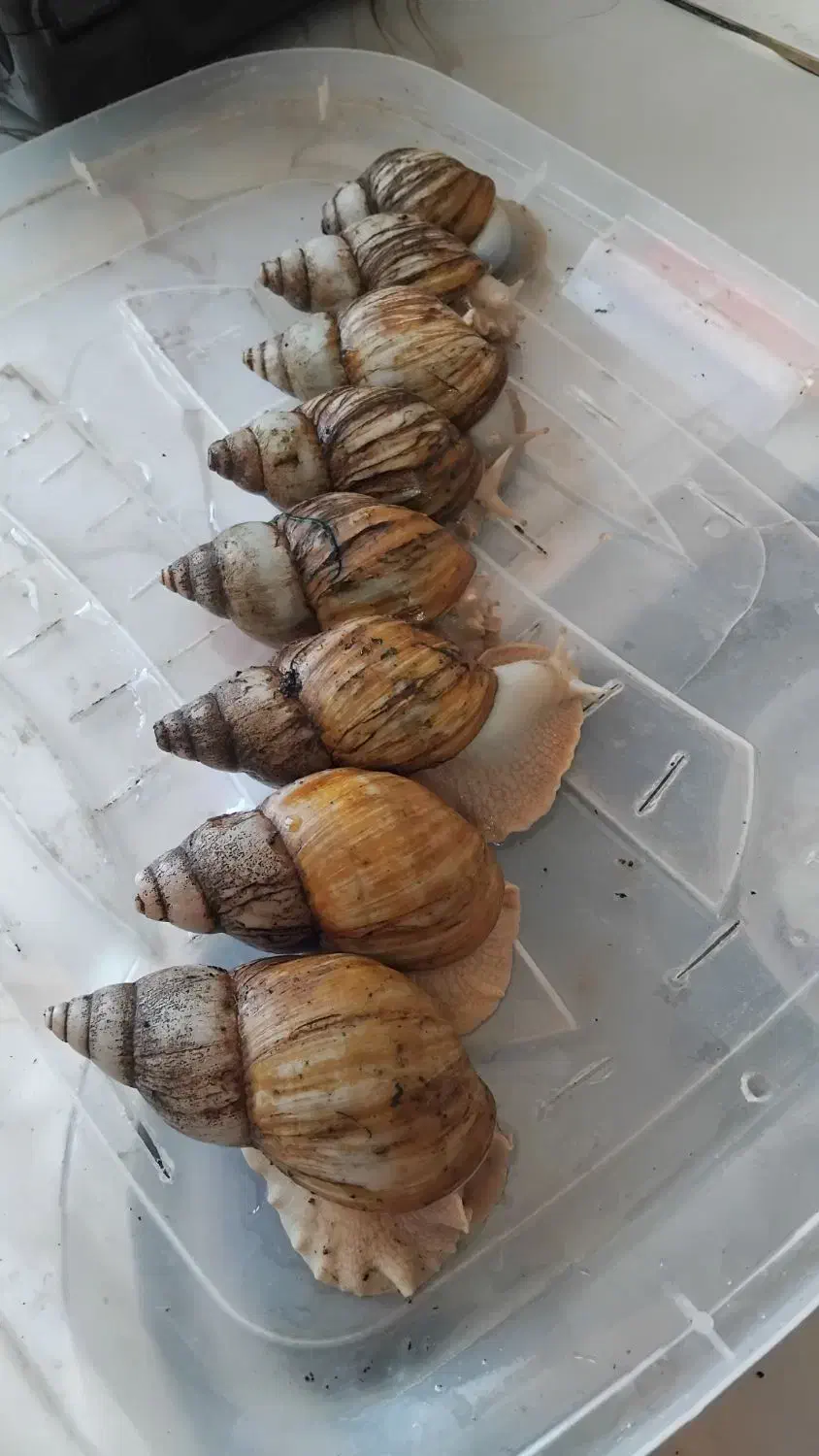 حلزون والد|خزنده|تهران, دولتخواه جنوبی|دیوار