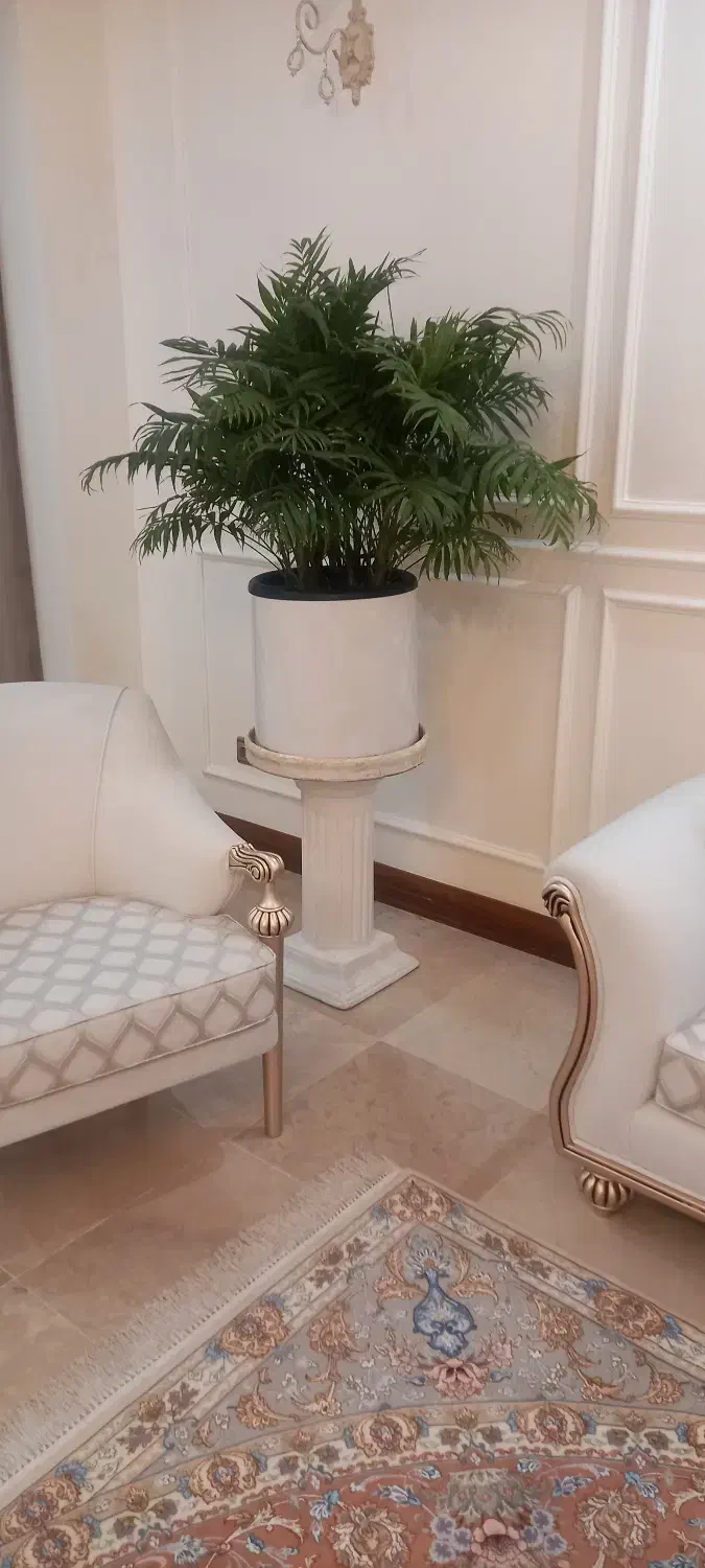 گل طبیعی نخل نیکلای و شامادورا|گل و گیاه طبیعی|تهران, امام زاده قاسم (نیاوران)|دیوار