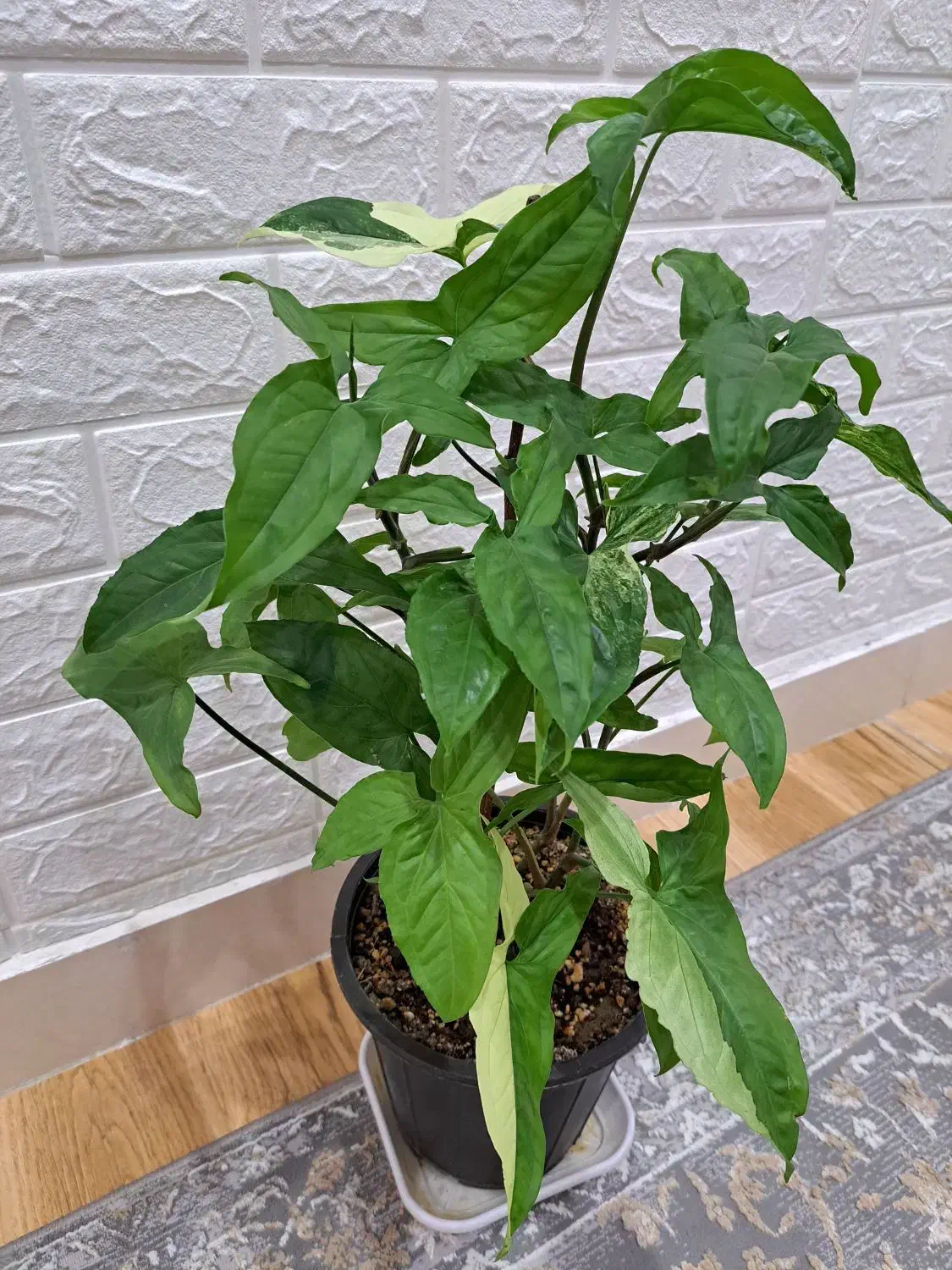 گل طبیعی خانه|گل و گیاه طبیعی|محمدیه-قزوین, |دیوار