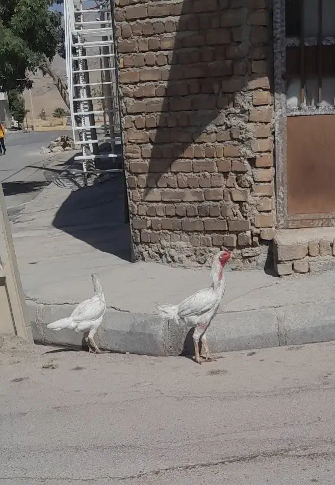 مرغ لاری|پرنده|گیلان غرب, |دیوار