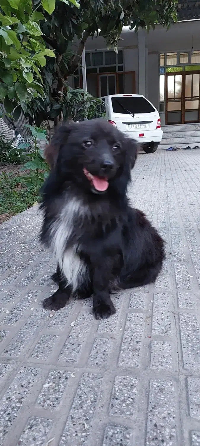 سگ اشپیتز جاپانیز|سگ|بهشهر, |دیوار