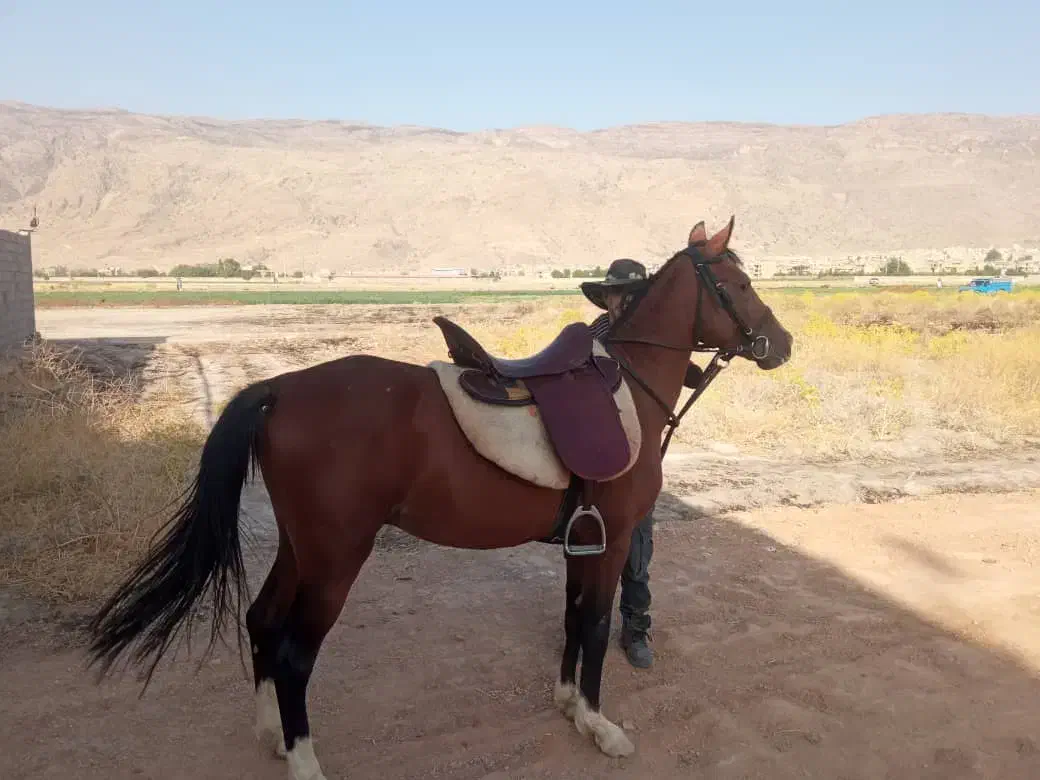 اسب 5. نشان|اسب و تجهیزات اسب‌سواری|شیراز, محمودآباد|دیوار