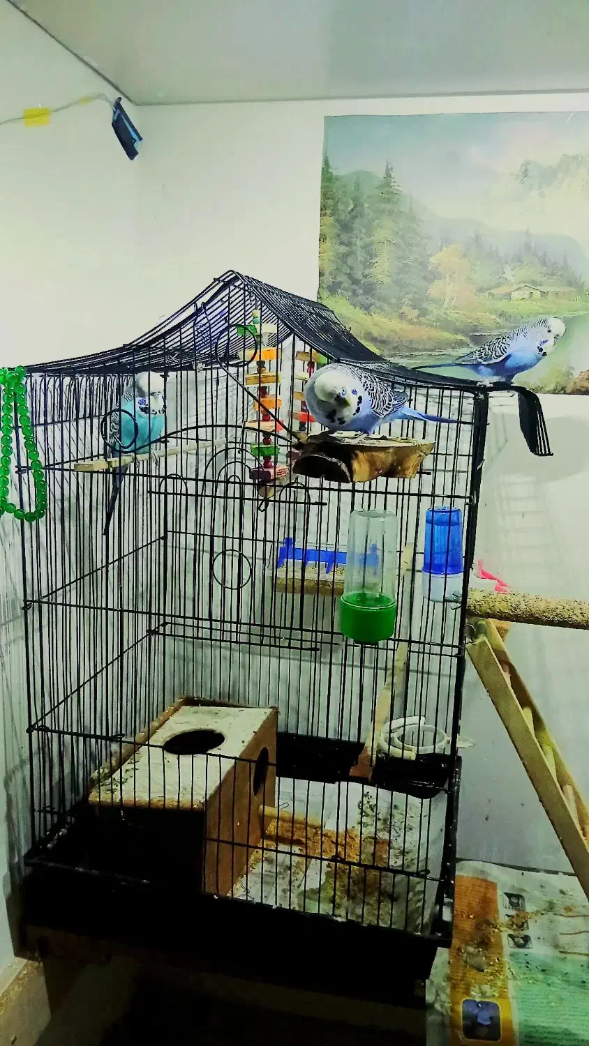 مرغ عشق انگلیسی|پرنده|بابل, |دیوار