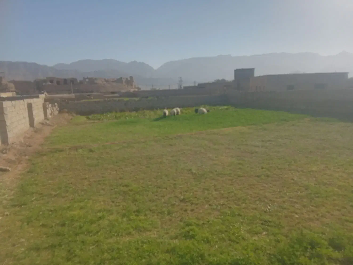 بره ماده ۲۲کیلو تا۲۶کیلو سه عدد|حیوانات مزرعه|گزیک, |دیوار