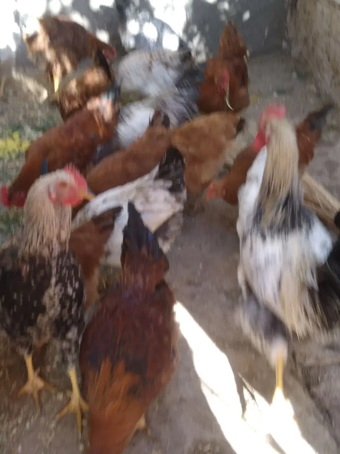 خروس محلی|حیوانات مزرعه|تربت‌حیدریه, شهرک ولیعصر|دیوار