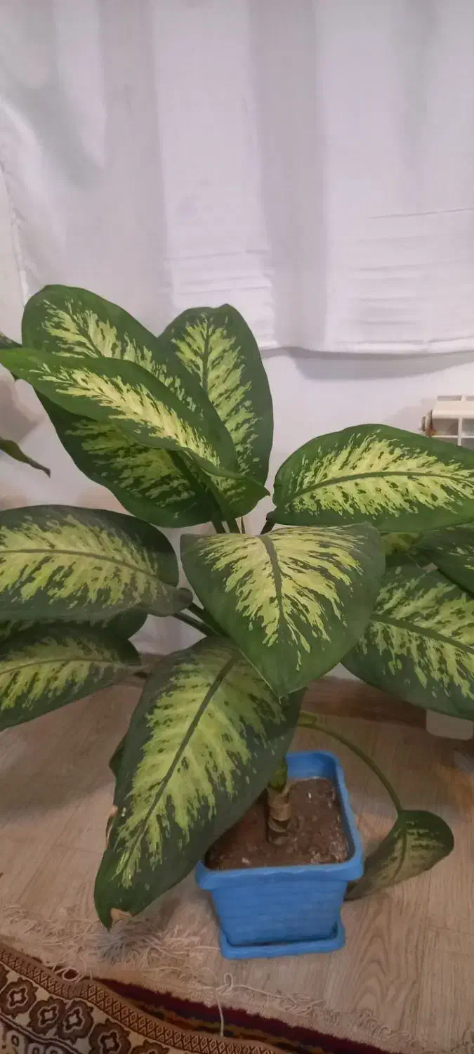 گل دیفین باخیا در انواع متفاوت|گل و گیاه طبیعی|مشگین شهر, |دیوار