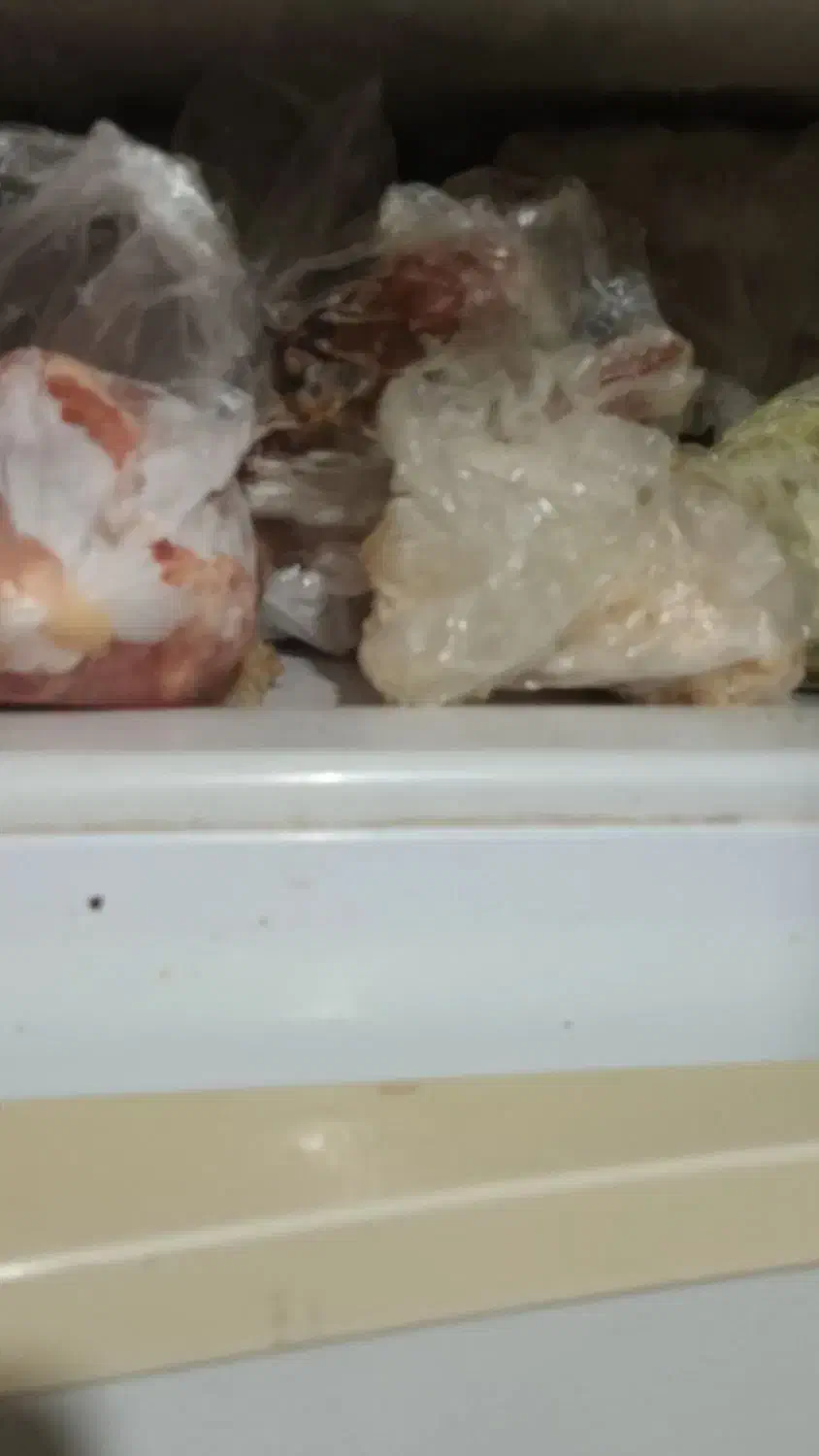 یخچال|یخچال و فریزر|شیراز, جوادیه|دیوار