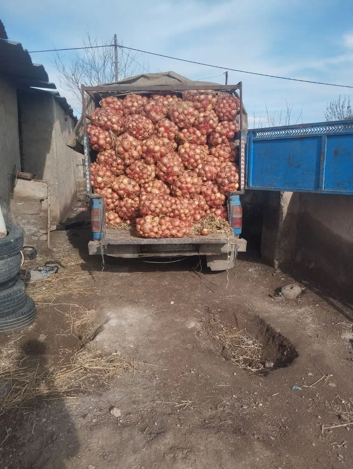 پیاز  مفت|خوردنی و آشامیدنی|نیشابور, دارایی|دیوار