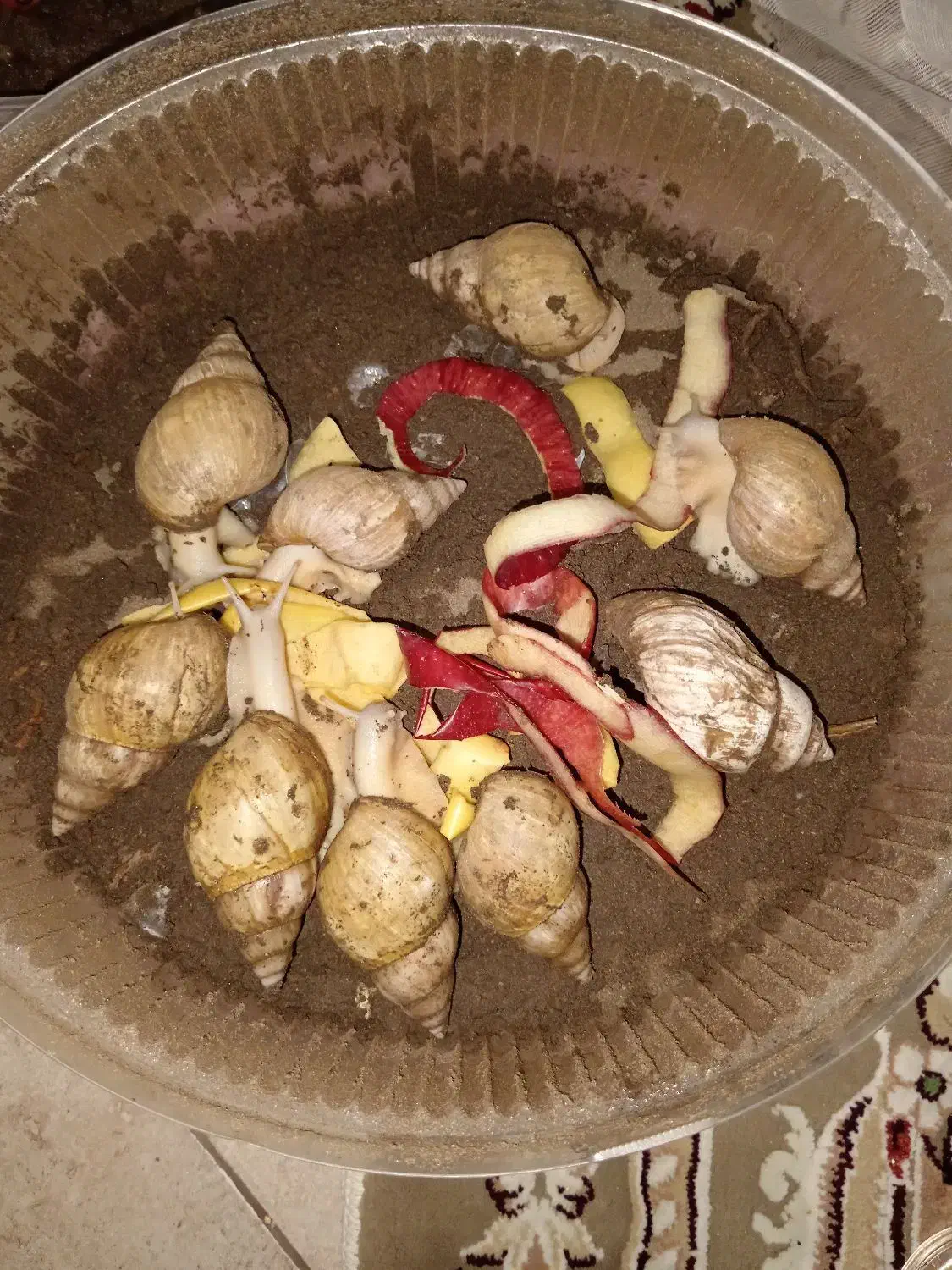 حلزون|خزنده|نیشابور, هفده شهریور|دیوار