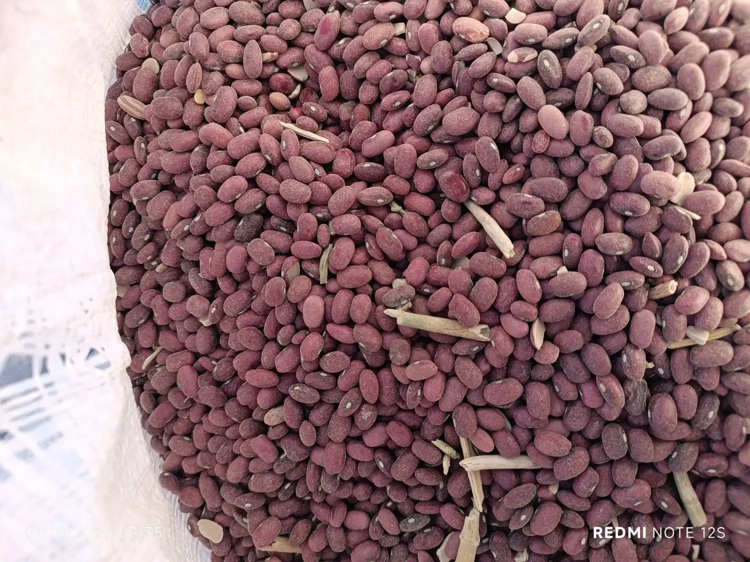 فروش لوبیا قرمز|عمده‌فروشی|کوهرنگ, |دیوار