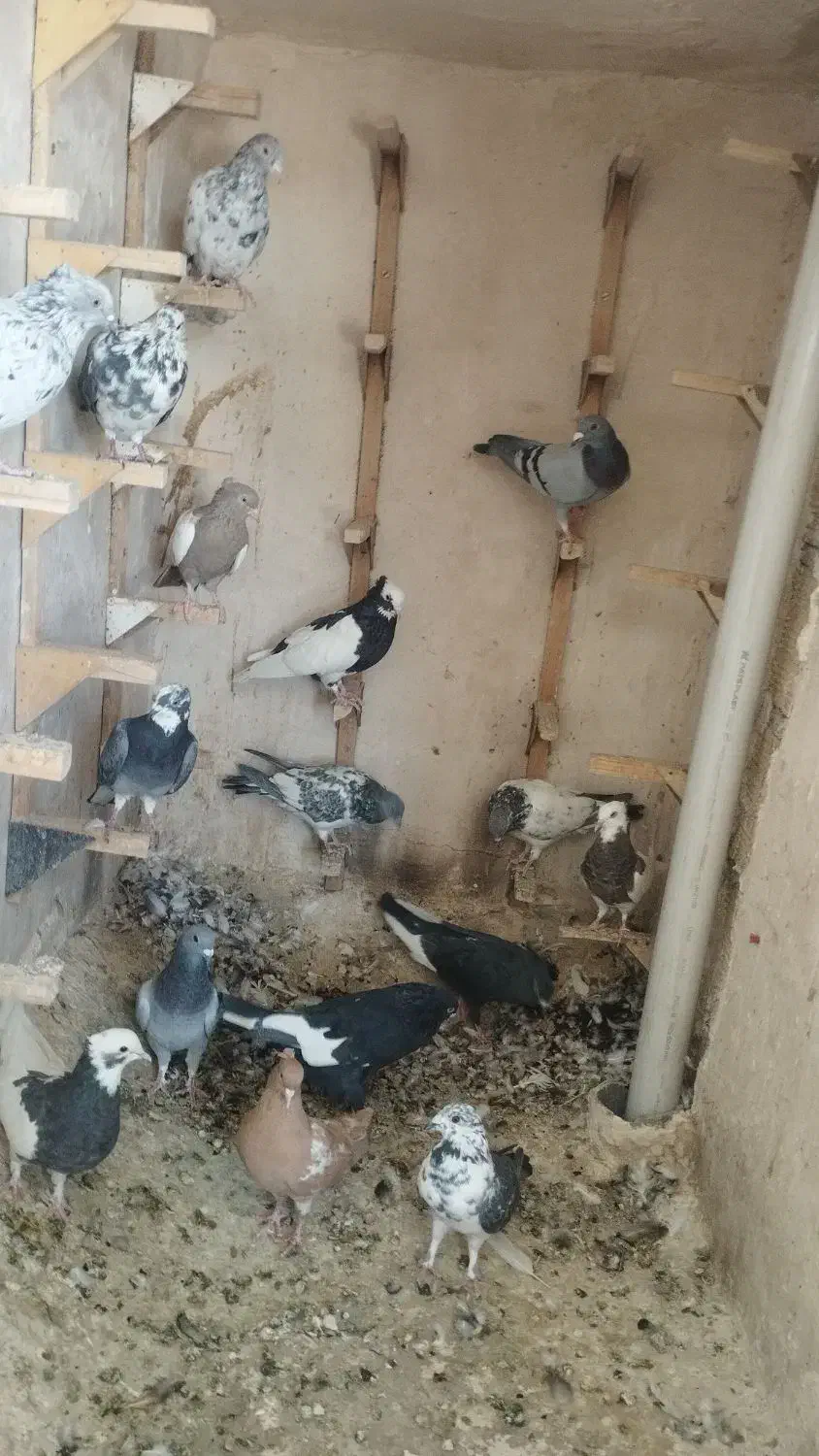 کبوتر رنگی|پرنده|شیراز, شهرک ایثار|دیوار