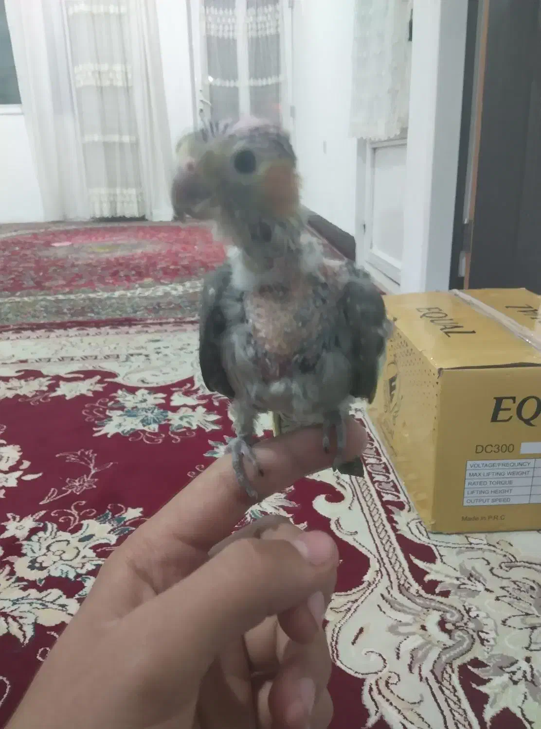 عروس هلندی باهوش|پرنده|رومشکان, |دیوار