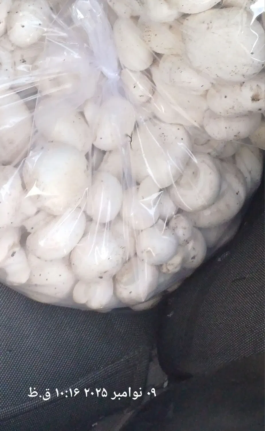 پخش قارچ|عمده‌فروشی|معصومیه, |دیوار