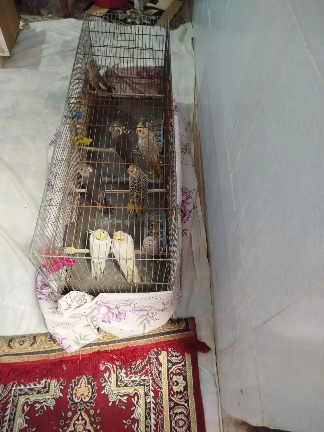 تعدادی عروس|پرنده|قم, نوبهار|دیوار