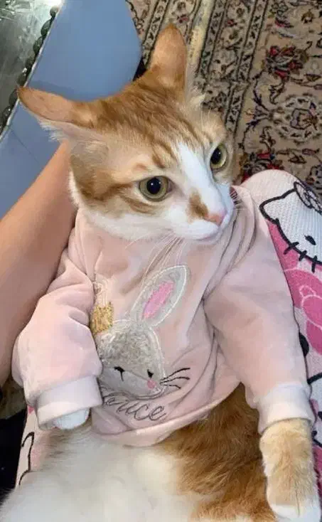 واگذاری گربه|گربه|تهران, سازمان آب|دیوار