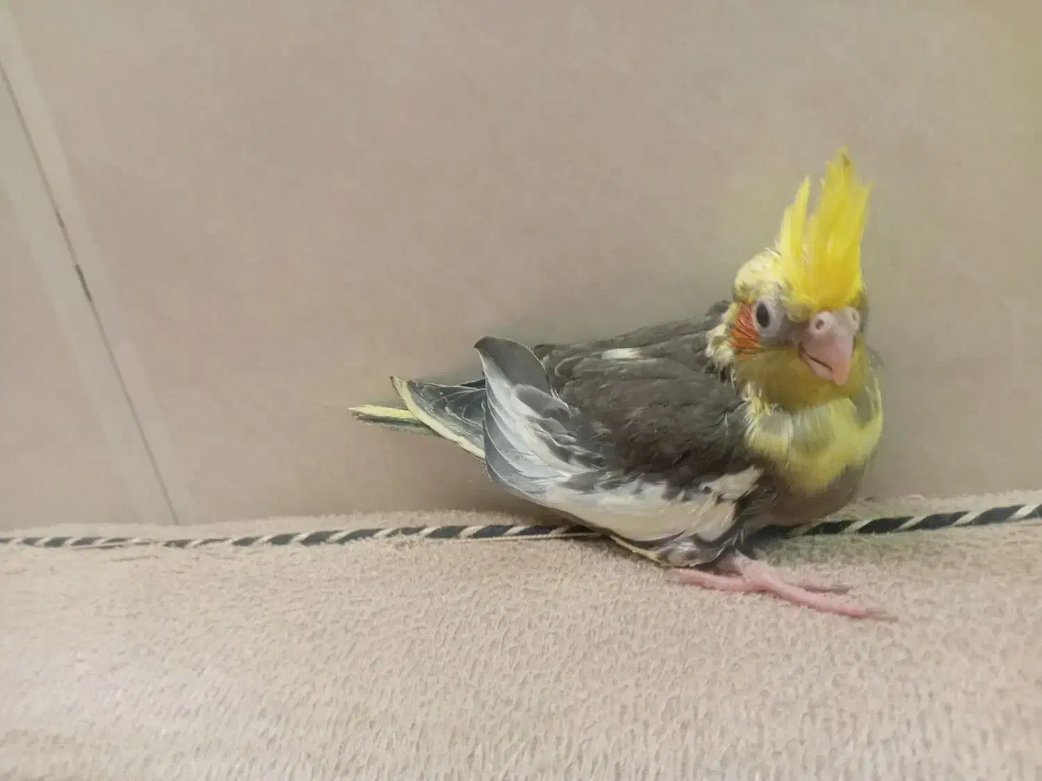 جوجه عروس هلندی دون خور|پرنده|قم, کاسه گران|دیوار