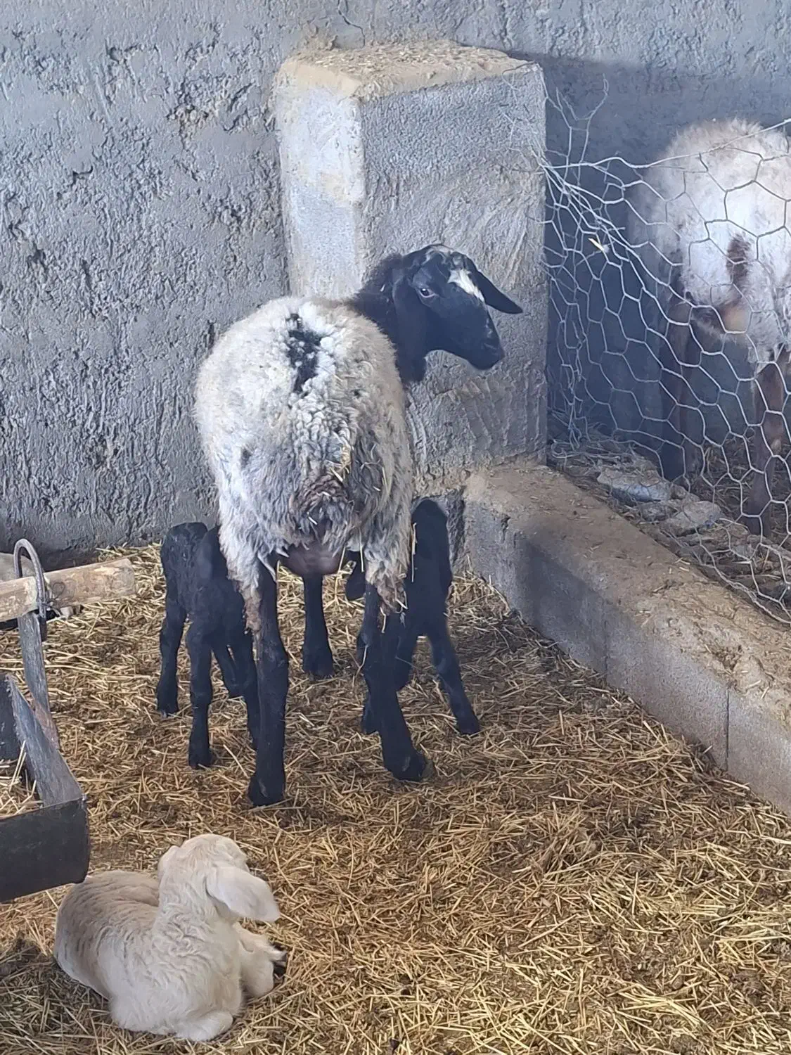 کارگر ماهر در دامداری|استخدام سرایداری و نظافت|ماهان, |دیوار