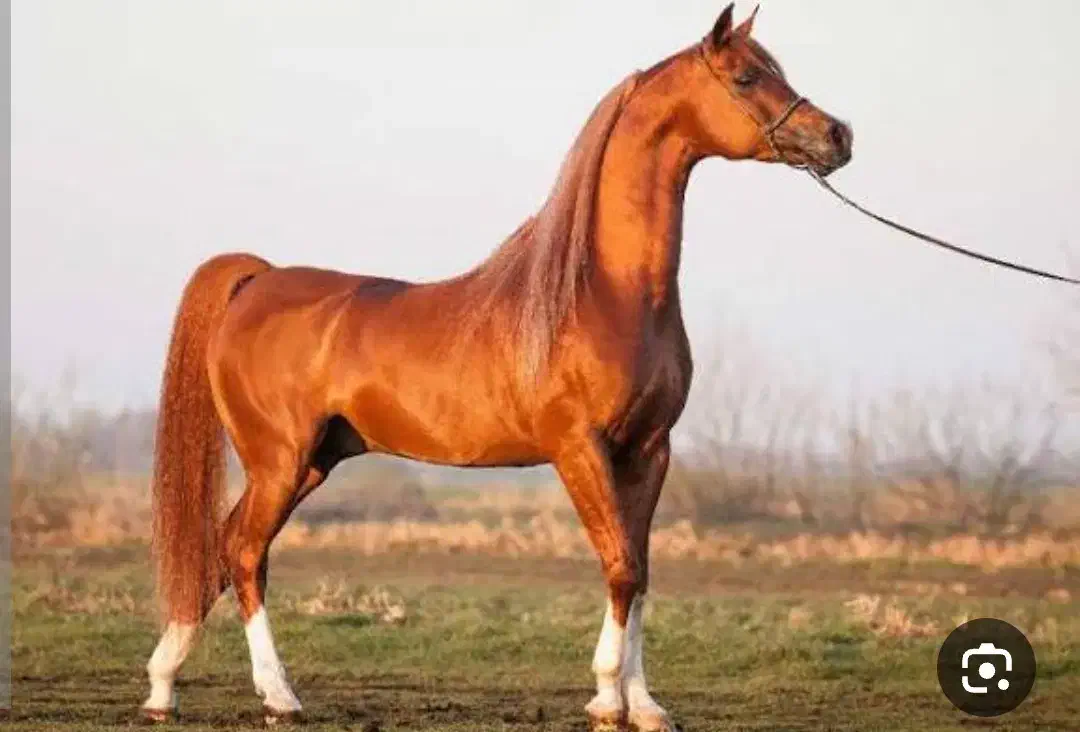 اسب پیدا شده در رودسر|حیوانات|رودسر, |دیوار