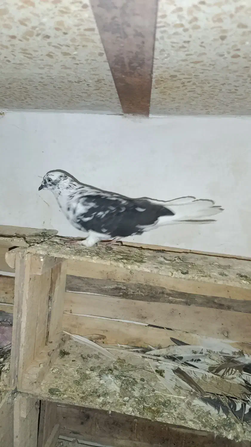 کبوتر|پرنده|رباطکریم, رباطکریم|دیوار