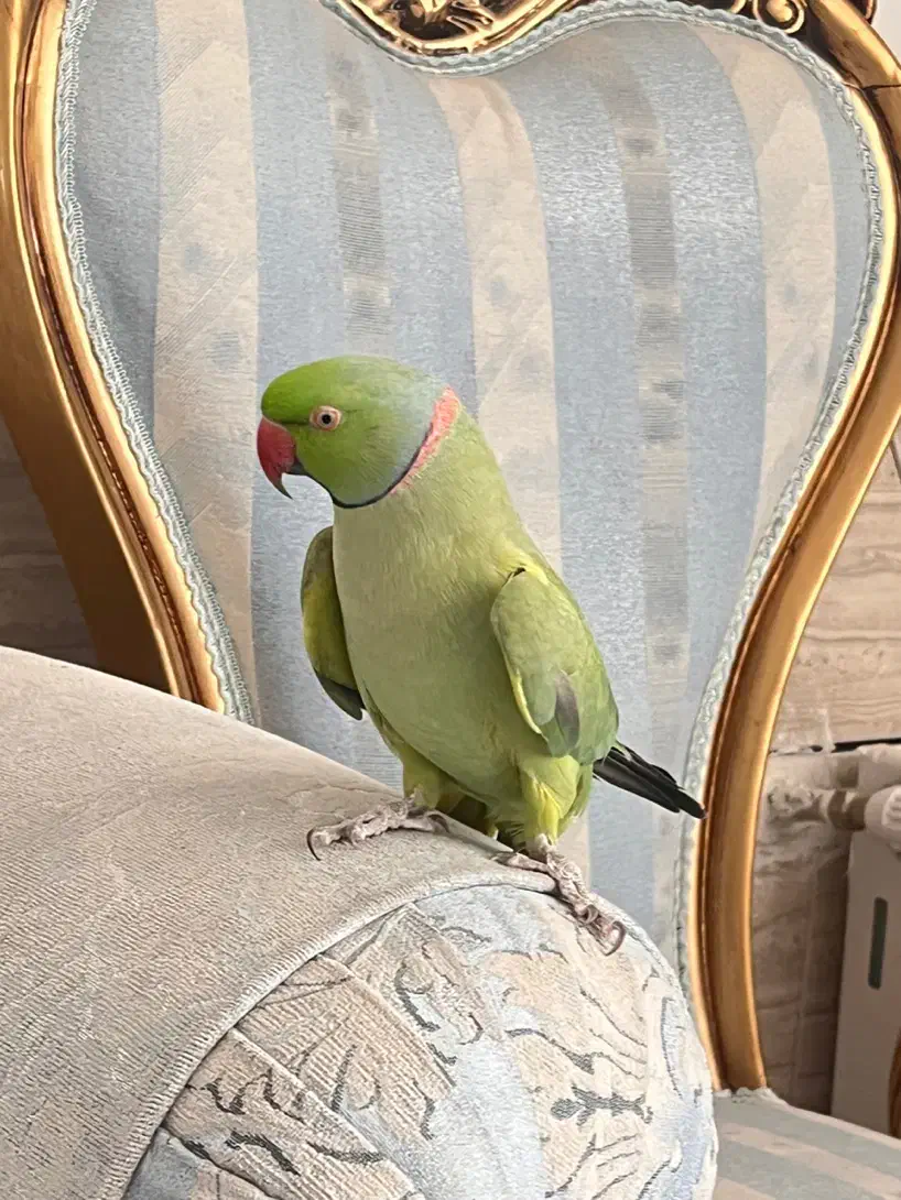 طوطی ملنگو سخنگو|پرنده|بردسیر, |دیوار