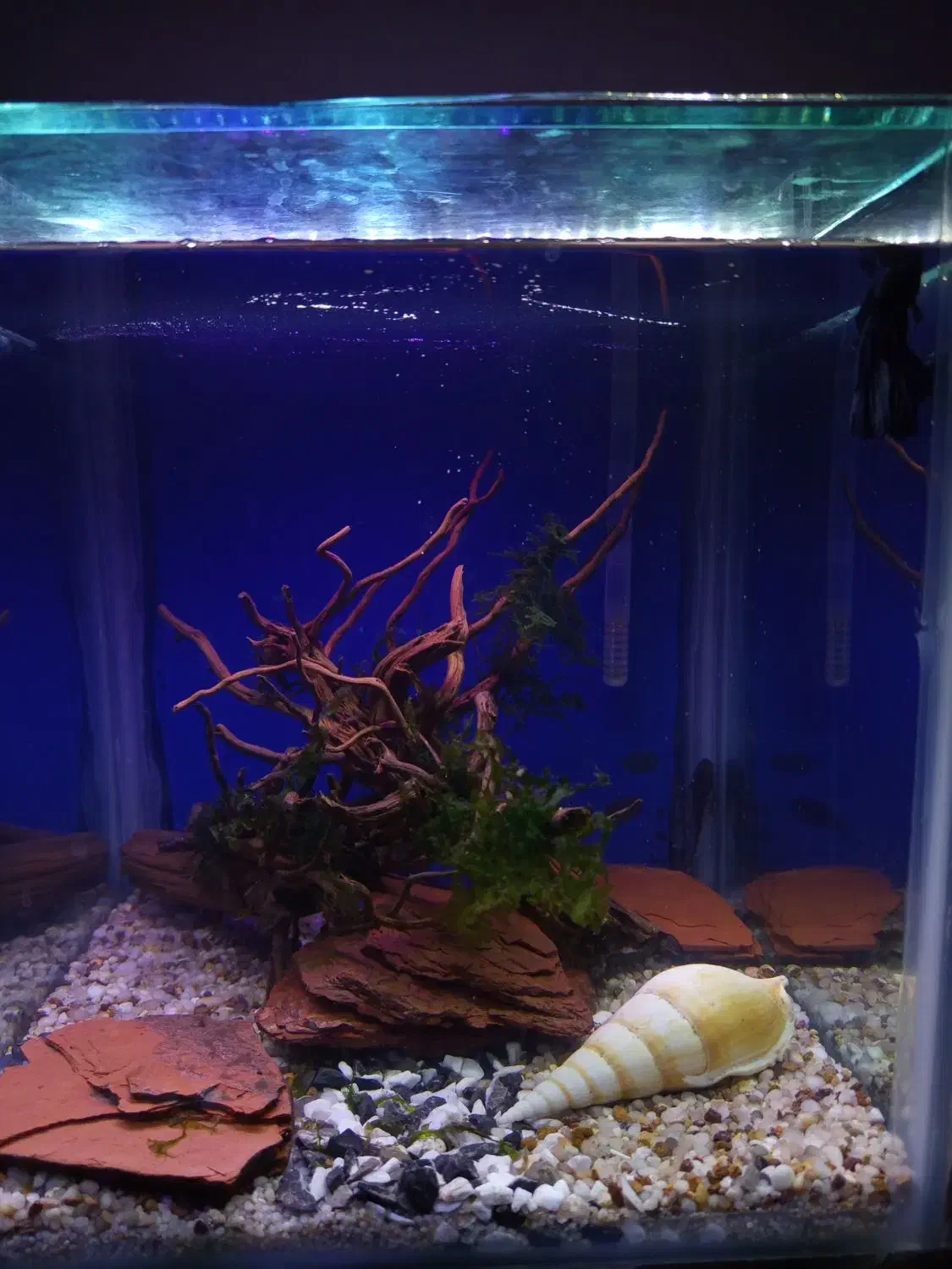 آکواریوم شیشه ۶ میل با تمامی وسایل|ماهی|کرمان, |دیوار