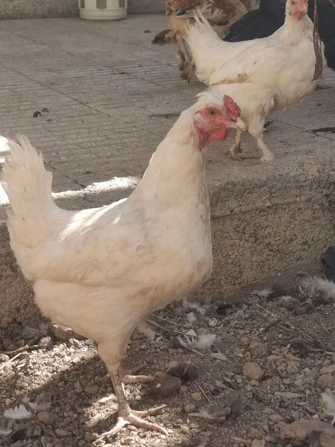 مرغ سیاه بومی وسفید بومی اصل تخمگذار|حیوانات مزرعه|خمینی‌شهر, |دیوار