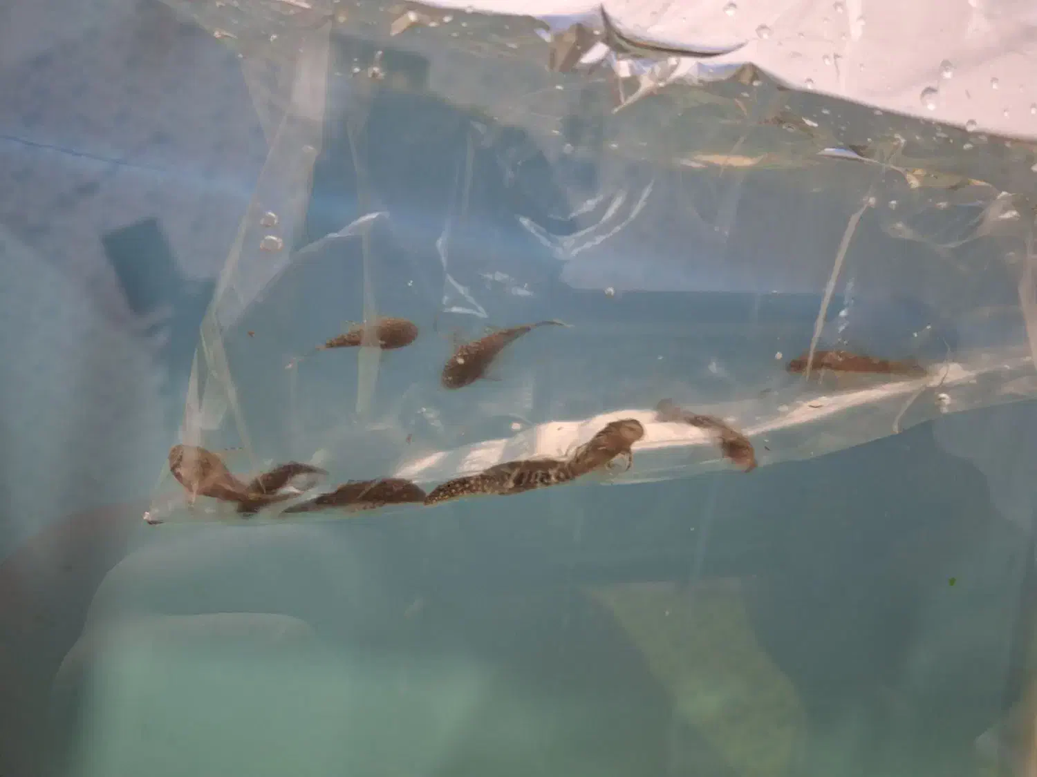 آکواریوم شیشه خم ۳۵ سانتی|ماهی|اردبیل, |دیوار