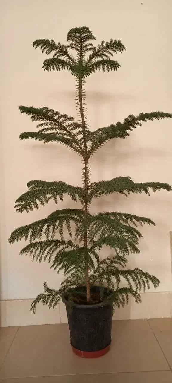 سلام کاج مطبق یک متری سالم وسر حال|گل و گیاه طبیعی|کاشان, شهرک خاتم الانبیا (مسکن ملی کاشان)|دیوار