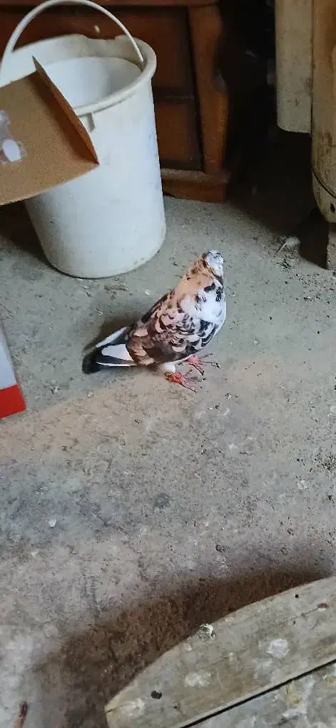 کبوتر گوره دورگ گم کردم|پرنده|کارون, |دیوار