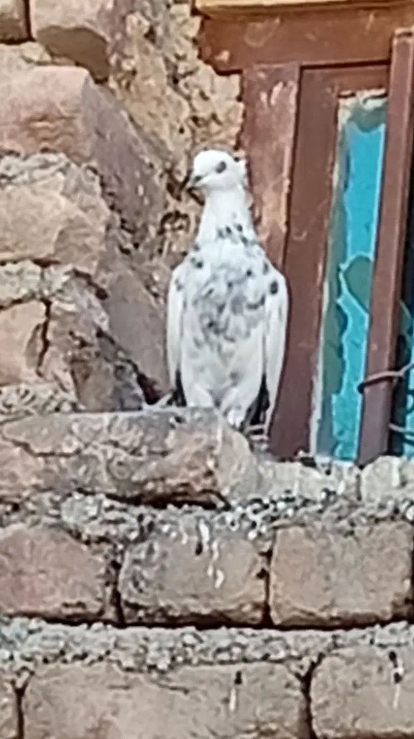 کبوتر|پرنده|دره شهر, |دیوار