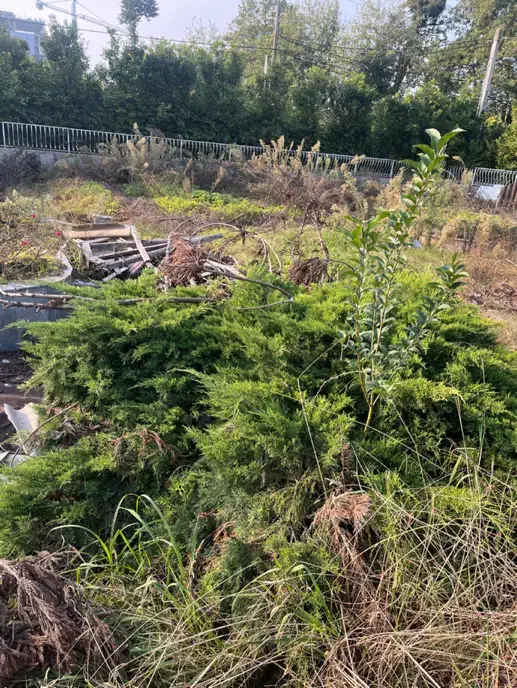 درخت کاج تزئینی|خدمات باغبانی و درختکاری|سلمان‌شهر, |دیوار