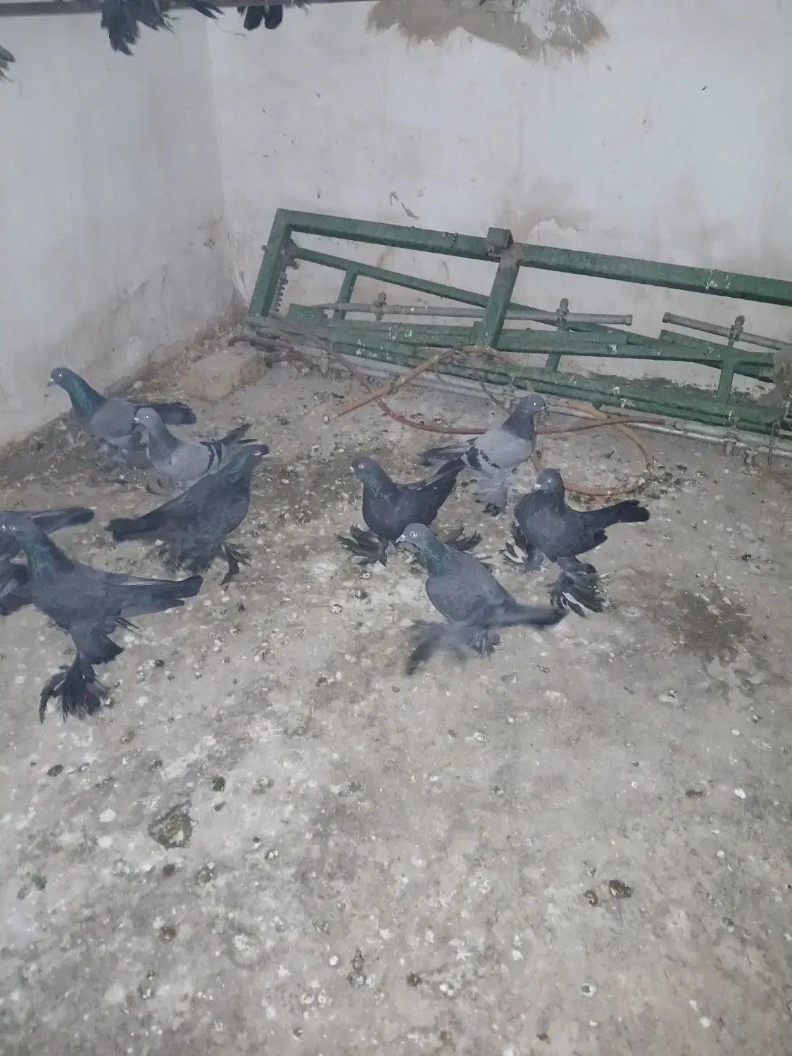 فروش کبوتر پریا تبریزی|پرنده|نهاوند, |دیوار