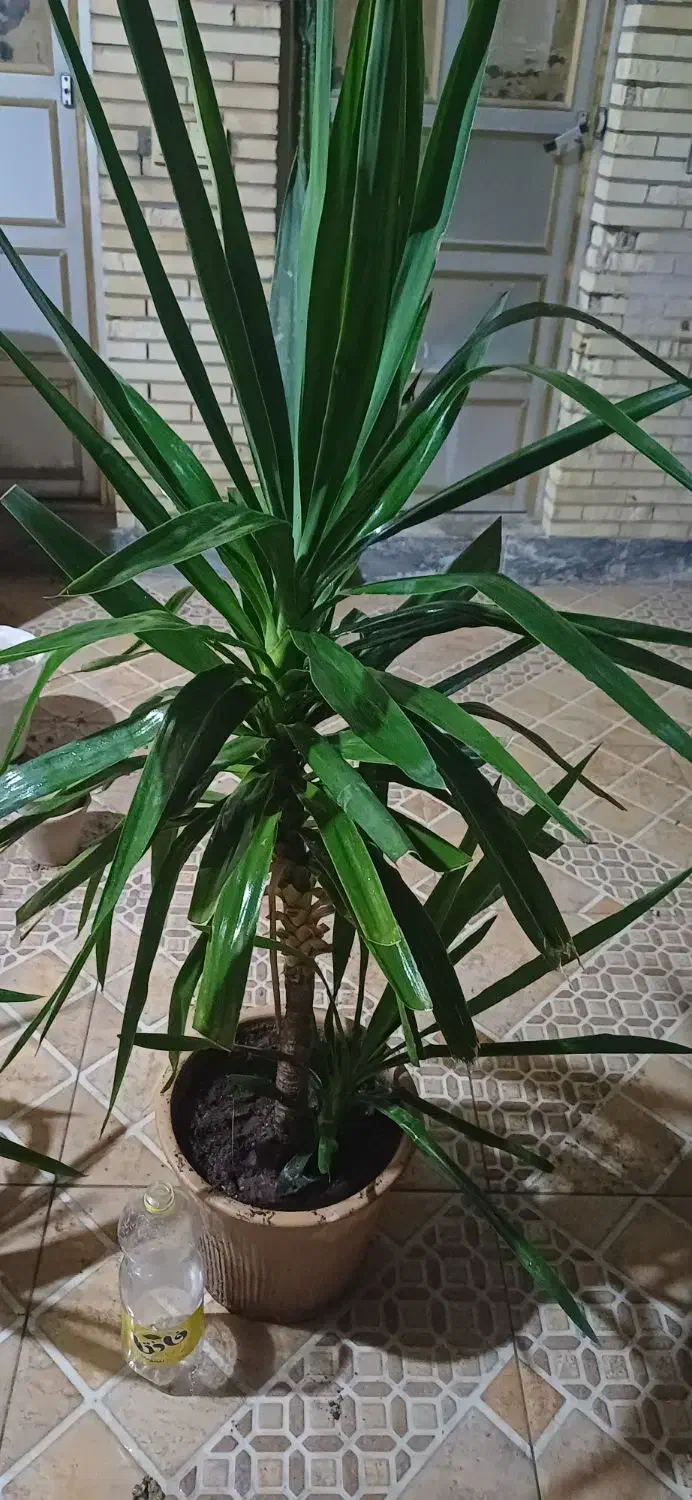گل یوکا بزرگ -شاخ گوزنی بزرگ|گل و گیاه طبیعی|بندر گناوه, |دیوار
