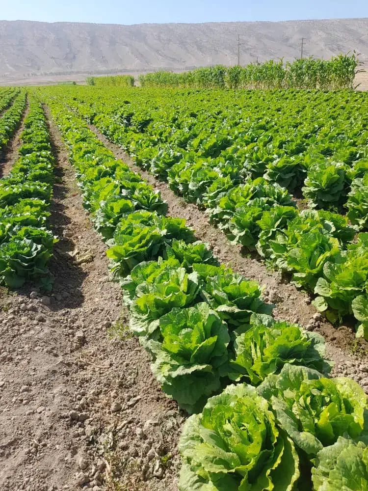 کاهو|خوردنی و آشامیدنی|رومشکان, |دیوار