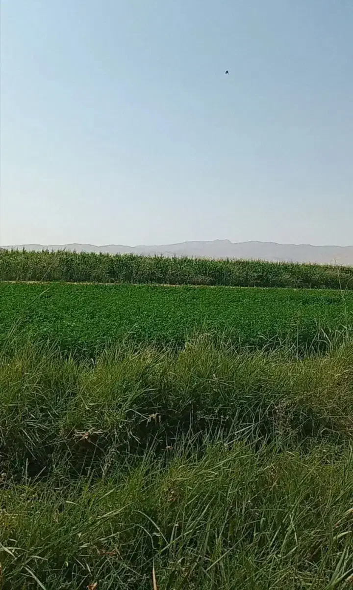 زمین کشاورزی اجاره داده می شود|اجارهٔ دفتر صنعتی، کشاورزی، تجاری|قلقل رود, |دیوار