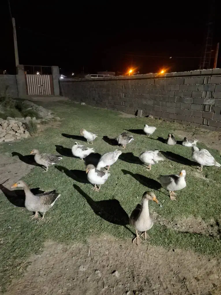 غاز|حیوانات مزرعه|بروجرد, |دیوار