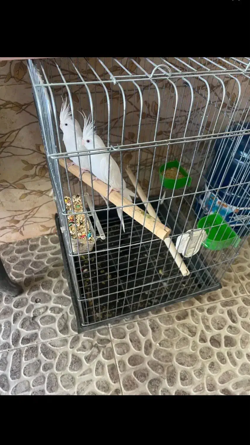 عروس  آلبینو وسینامون|پرنده|همدان, |دیوار